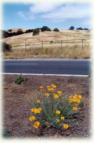 Stanford foothills