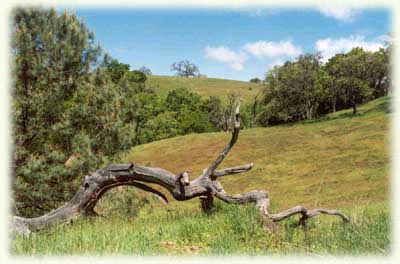 Henry Coe State Park