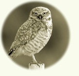 burrowing owl